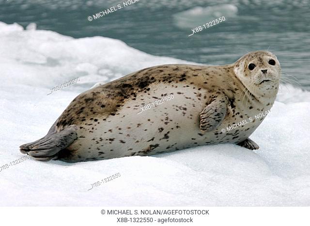 Adult harbor seal Phoca vitulina mother hauled out on ice calved from the Sawyer Glaciers in Tracy arm, Southeast Alaska, USA  Pacific Ocean