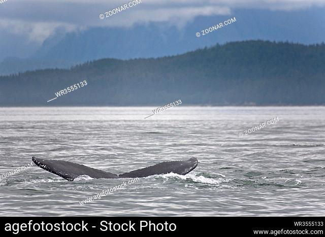 Buckelwal - (Schwanzflosse - Familie: Bartenwale) / Humpback Whale - (fluke) / Megaptera novaeangliae