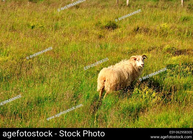 View of a sheep on pasture in the field in Iceland