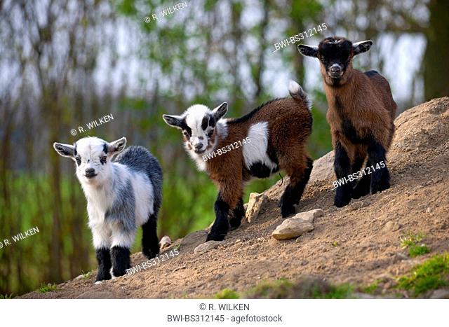 domestic goat (Capra hircus, Capra aegagrus f. hircus), three goatlings standing at a slope in an open-air enclosure, Germany, North Rhine-Westphalia