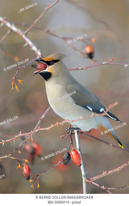 Bohemian Waxwing (Bombycilla garrulus) on a Dog Rose (Rosa canina) while eating a rose hip, Swabian Alb biosphere reserve, Baden-Württemberg, Germany