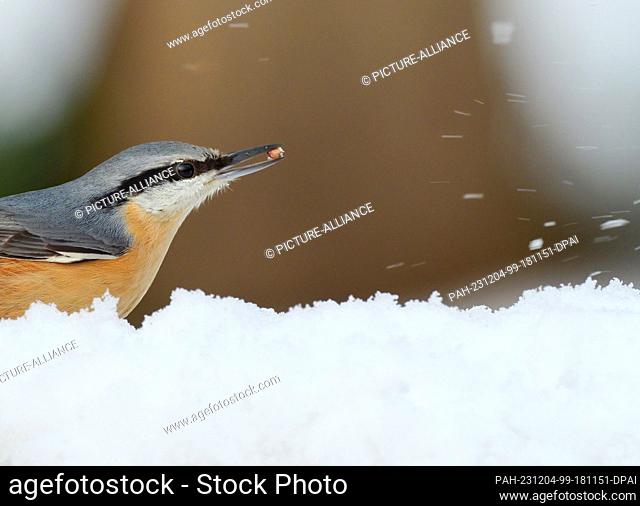 01 December 2023, Berlin: 01.12.2022, Berlin. A nuthatch (Sitta europaea) sits in the snow next to a bird feeder on a cold December day
