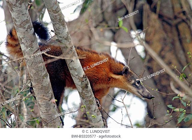 coatimundi, common coati, brown-nosed coati (Nasua nasua), sitting on a tree looking down, Brazil, Mato Grosso, Pantanal