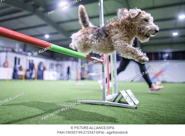 15 February 2019, Schleswig-Holstein, Barteheide: Papillon ""Enabell"" jumps over one of the obstacles during agility training in the indoor training hall for...