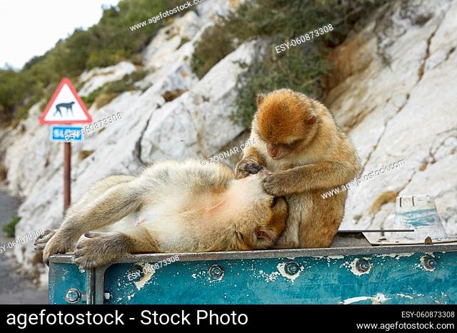 The Barbary Macaque monkeys of Gibraltar. The only wild monkey population on the European Continent. At present there are 300+ individuals in 5 troops occupying...