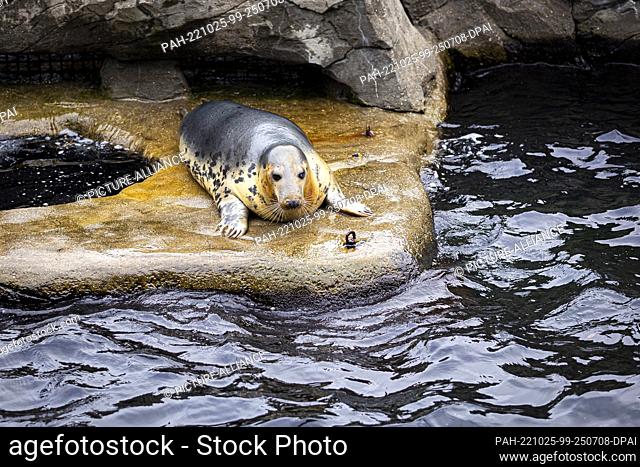 19 October 2022, Lower Saxony, Hanover: A sea lion lies in the water pool in the ""Yukon Bay"" area at the Adventure Zoo