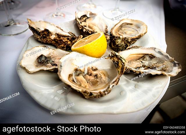 Hald dozen fresh oysters on a white plate with a lemon