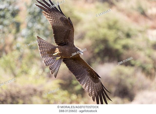 Africa, Ethiopia, Rift Valley, Debre Libanos, . Yellow-billed kite (Milvus aegyptius), in flight