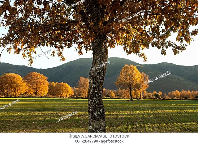 Oak in autumn, fields in the province of Guadalajara, Castilla la Mancha