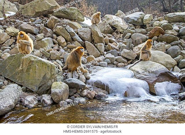 China, Shaanxi province, Qinling Mountains, Golden Snub-nosed Monkey (Rhinopithecus roxellana), near a river