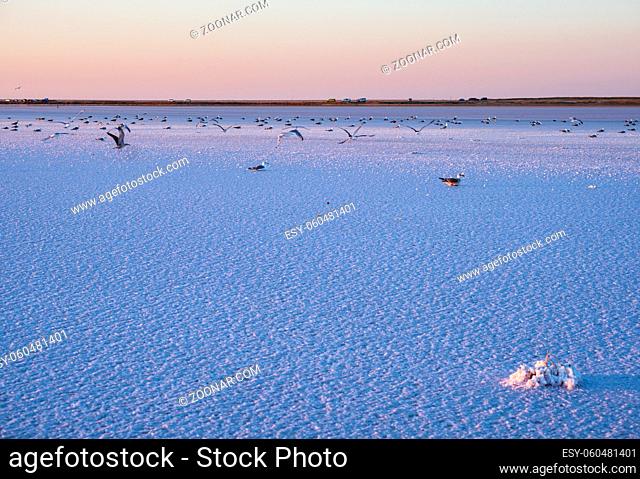 Seagull birds on sunset Genichesk pink extremely salty lake (colored by microalgae with crystalline salt depositions), Ukraine
