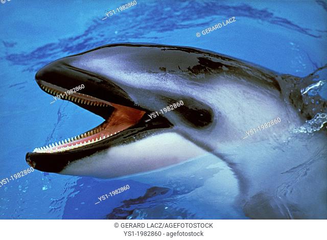Dolphin with Open Mouth standing at Surface