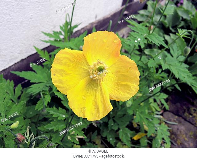 Welsh poppy (Papaver cambricum, Meconopsis cambrica), flower