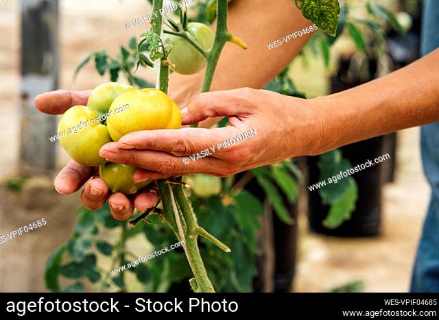Female agriculture worker checking yellow tomatoes in greenhouse