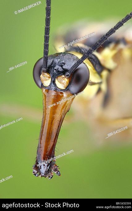 Head of a scorpion fly (Panorpa communis) with beak-like extended mouth parts