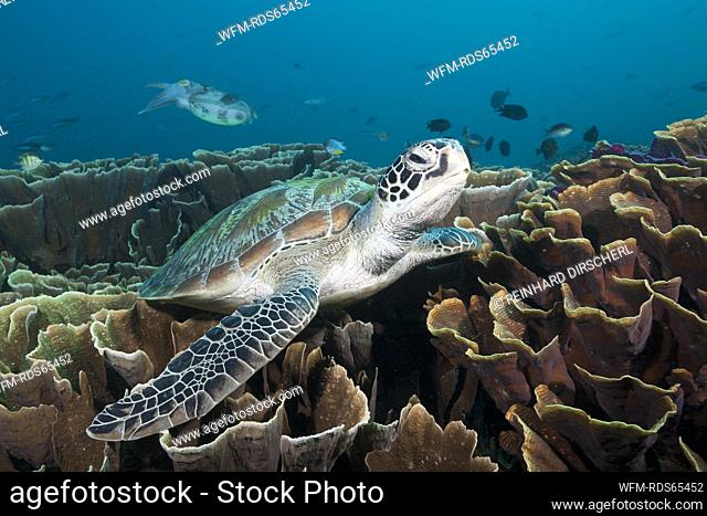 Green Sea Turtle, Chelonia mydas, Komodo National Park, Indonesia