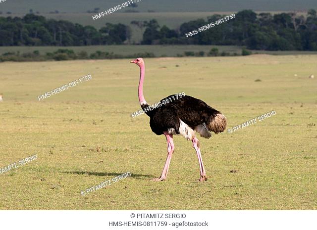 Kenya, Masai Mara, Ostrich (Struthio camelus)