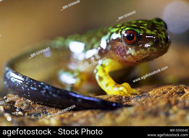 Tree Frog, Tree Frogs, Amphibians, Other Animals, Frogs, Animals, Copan Brook Frog (Duellmanohyla soralia) metamorphosing froglet with tail, in cloudforest