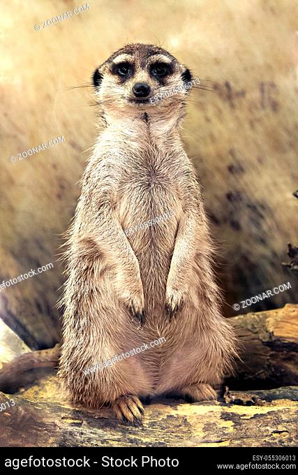 meerkat (Suricata suricatta) standing looking at the camera