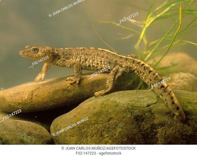Pyrenean brook salamander (Euproctus asper)