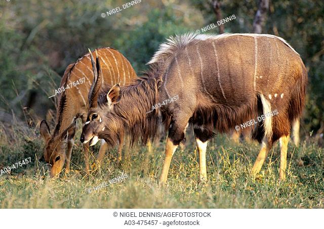 Nyala, Tragelaphus angasii, male and female, Kapama Game Reserve, Greater Kruger National Park, South Africa