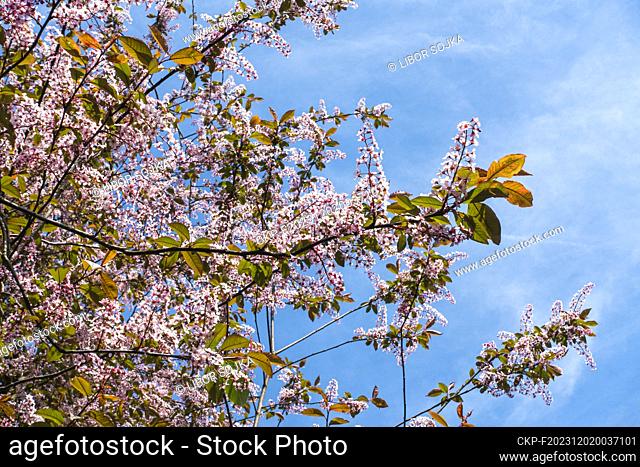 European Bird Cherry, Prunus padus 'Colorata', flowering in Pruhonice, Czech Republic on May 1st, 2023. (CTK Photo/Libor Sojka)