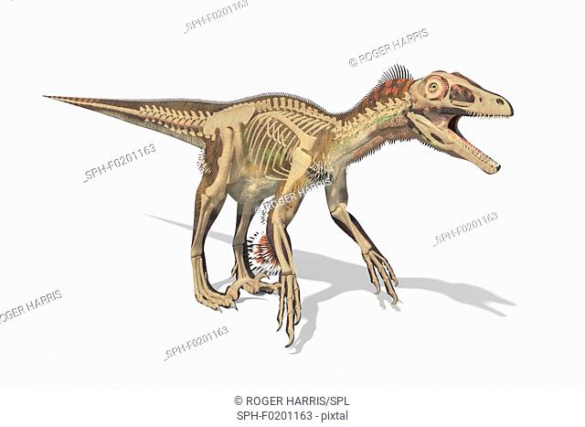Utahraptor dinosaur skeleton, illustration