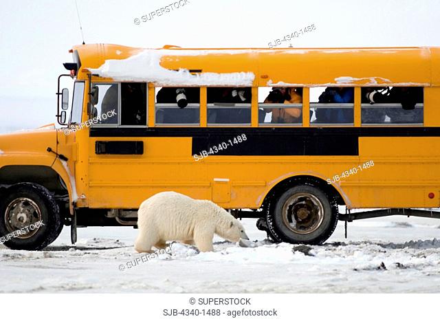 Young Polar Bear and Bus Filled with Photographers