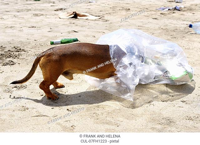 Dog with head in garbage bag