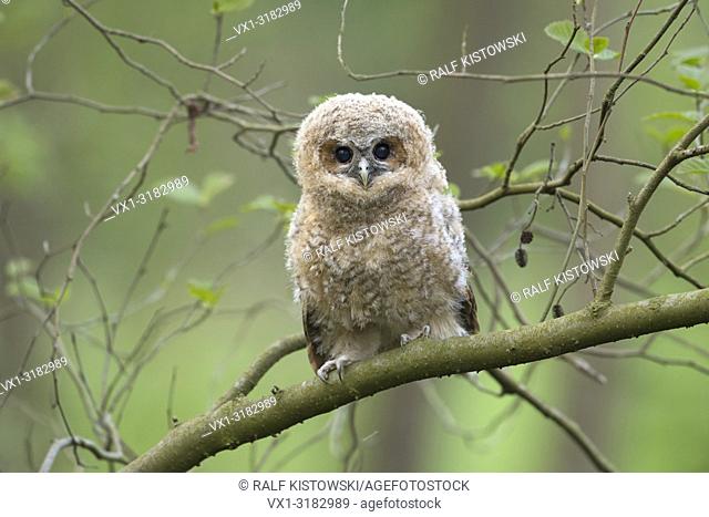 Tawny Owl ( Strix aluco ), fledgling, perched on a branch, begging for food, its dark brown eyes wide open