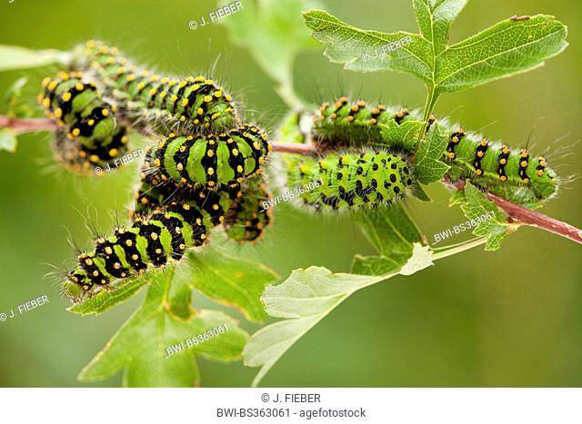 emperor moth (Saturnia pavonia, Eudia pavonia), caterpillars at hawthorn, Germany, Rhineland-Palatinate