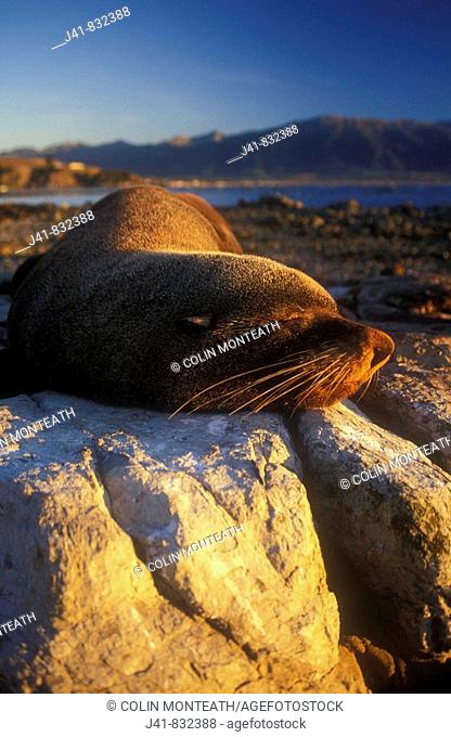 New Zealand fur seal Arctocephalus forsterii basking in evening light on rocky foreshore Kaikoura New Zealand