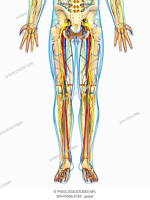 Lower body anatomy, computer artwork