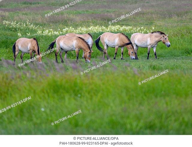 27 June 2018, Groß Schoenebeck, Germany: Przewalski's horses can be seen standing amongst the tall grass at the wild park Schorfheide