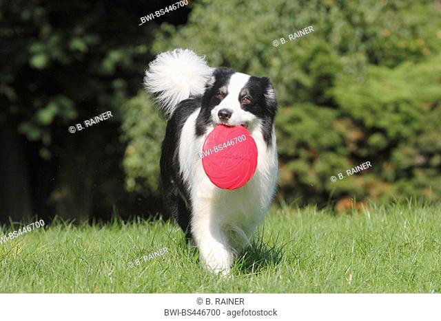 Australian Shepherd (Canis lupus f. familiaris), six years old male dog walking with a frisbee in the mouth in a meadow, front view, Germany
