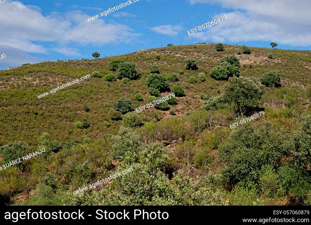 Landscape in the Monfrague National Park. Caceres. Extremadura. Spain