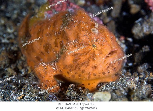 Orange Striated Frogfish, Antennarius striatus, Lembeh Strait, Sulawesi, Indonesia