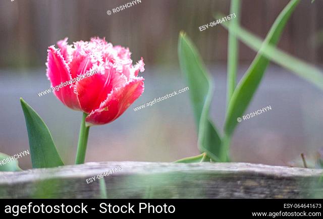 Fresh one tulip Brest terry fringe. Blooming tulip Brest, type Fringed. Selective focus of one pink or lilac tulip in a garden with green leaves