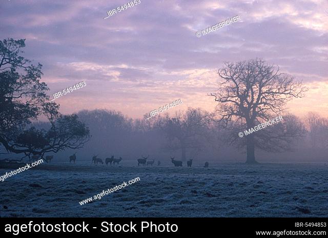 Deer (Cervus elaphus), Red group standing on grass, misty dawn