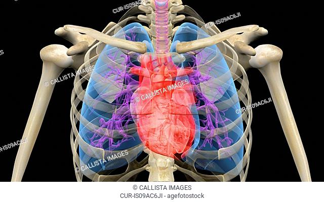 Animation thorax heart Stock Photos and Images | agefotostock