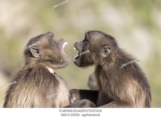 Africa, Ethiopia, Rift Valley, Debre Libanos, Gelada or Gelada baboon (Theropithecus gelada), two young males fight over each other