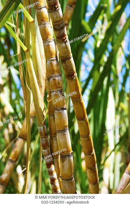 Sugarcane (Saccharum officinarum)