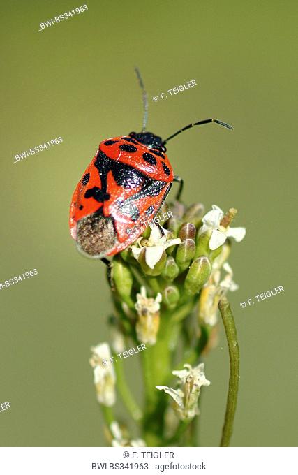 Red cabbage bug (Eurydema ornata), on an inflorescence, Germany