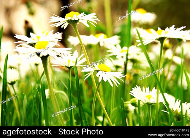 white Camomiles on a green field