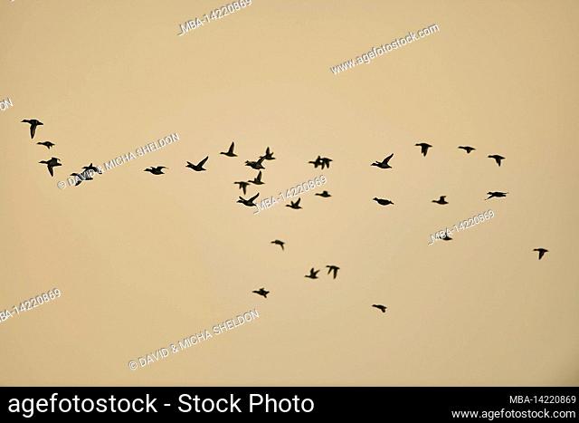 Tufted Duck (Aythya fuligula), group, flying, Bavaria, Germany