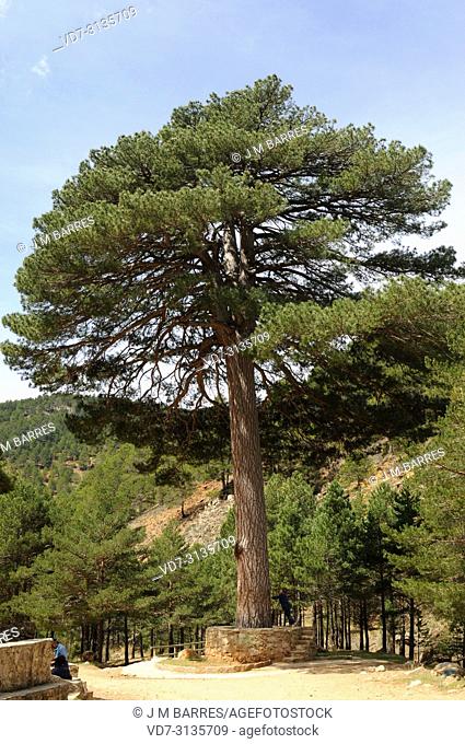 Pyreneean pine (Pinus nigra salzmannii) is a coniferous tree native to Spain, southern France and north Africa. Singular Pino del Escobon