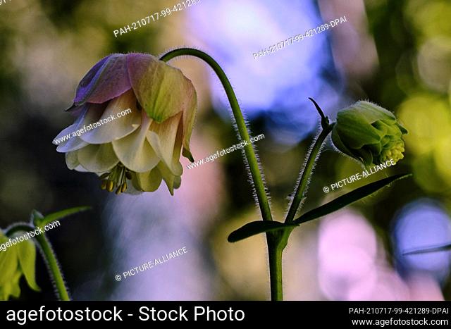 24 May 2021, Lower Saxony, Brunswick: A cultivated form of the common columbine (Aquilegia vulgaris-cultivare), also known as the elfin flower