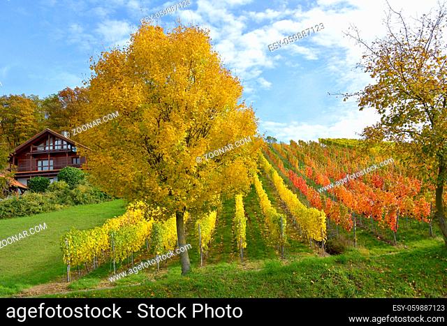 BW. bei Sternenfels bunte Weinberge im Herbst , Stromberggebiet in Württemberg im Herbst, bunter Ahornbaum am Weinberg, Kraichgau
