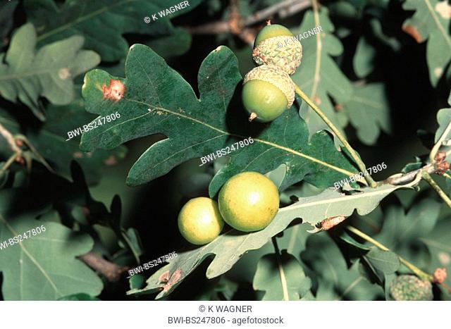 common oak gallwasp, oak leaf cherry-gall cynipid cherry gall Cynips quercusfolii, galls