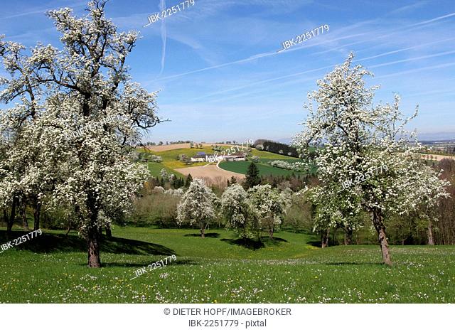Blossoming pear trees (Pyrus communis), Mostviertel, Must Quarter, Lower Austria, Austria, Europe